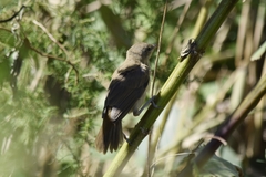 Acrocephalus arundinaceus