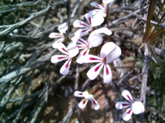 Pelargonium pulchellum