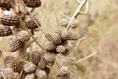 Allocasuarina paradoxa