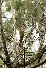 Dryobates maculifrons