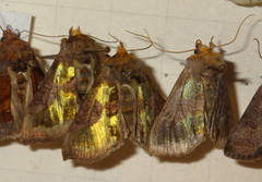 Diachrysia chrysitis