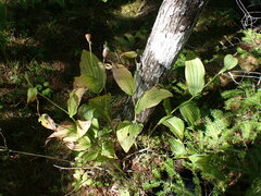 Cypripedium reginae