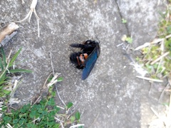 Xylocopa frontalis