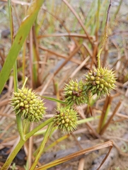 Sparganium americanum