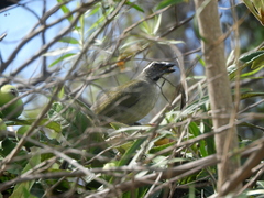 Saltator similis