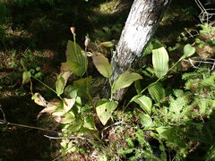 Cypripedium reginae