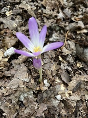 Colchicum