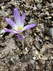 Colchicum