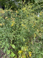 Euthamia graminifolia