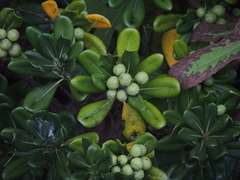 Pittosporum tobira