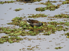 Porphyriops melanops