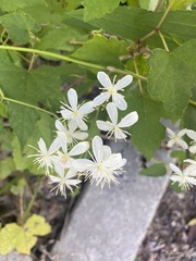 Clematis virginiana