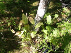 Cypripedium reginae