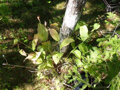 Cypripedium reginae