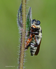 Mallophora bomboides