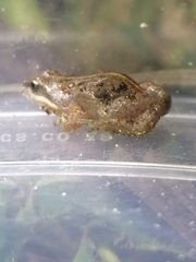 Cacosternum boettgeri