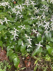 Clematis