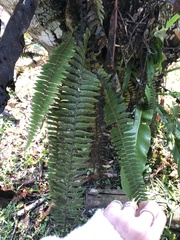 Polypodiaceae