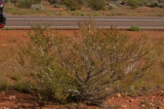 Tribulus suberosus