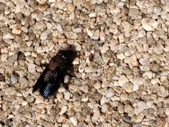 Xylocopa violacea