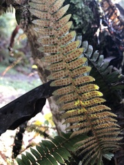 Polypodiaceae