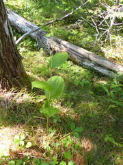 Cypripedium reginae