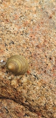 Littorina