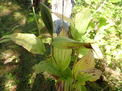 Cypripedium reginae