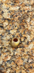 Littorina