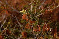 Tribulus suberosus