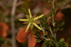 Tribulus suberosus