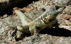 Tropidurus torquatus