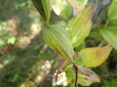 Cypripedium reginae