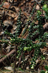 Ozothamnus obcordatus