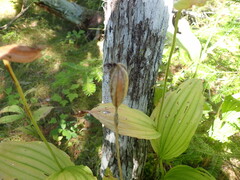 Cypripedium reginae