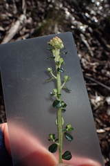 Ozothamnus obcordatus