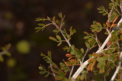 Tribulus suberosus