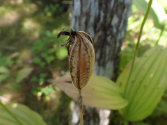 Cypripedium reginae