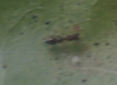 Synemosyna formica