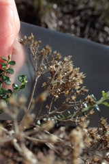 Ozothamnus obcordatus