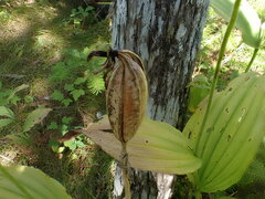 Cypripedium reginae