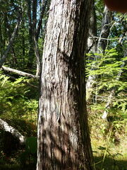 Fuscopannaria leucosticta