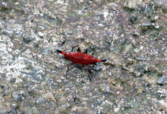 Gasteracantha diardi