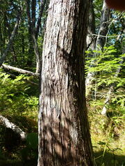 Fuscopannaria leucosticta