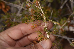 Tribulus suberosus