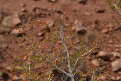 Tribulus suberosus