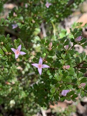 Boronia algida
