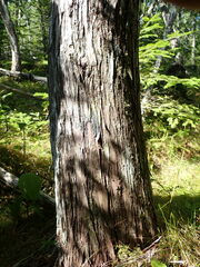 Fuscopannaria leucosticta