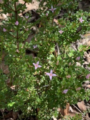 Boronia algida