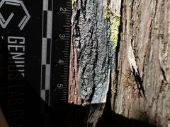 Fuscopannaria leucosticta